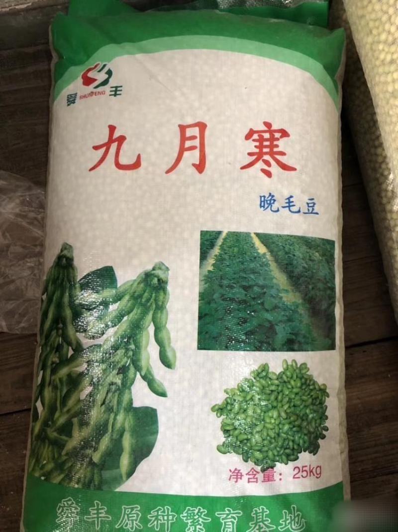 九月寒晚毛豆种子大粒九月寒晚毛豆种子