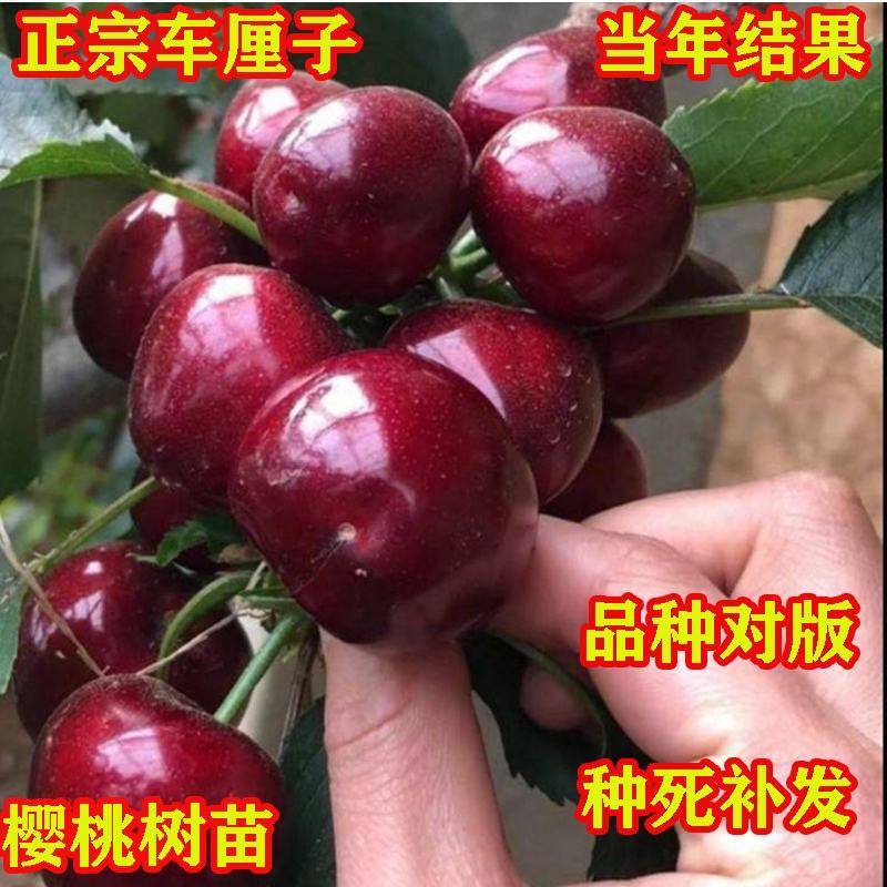 美早樱桃树苗，吉塞拉矮化樱桃，俄罗斯八号樱桃.等各种品种