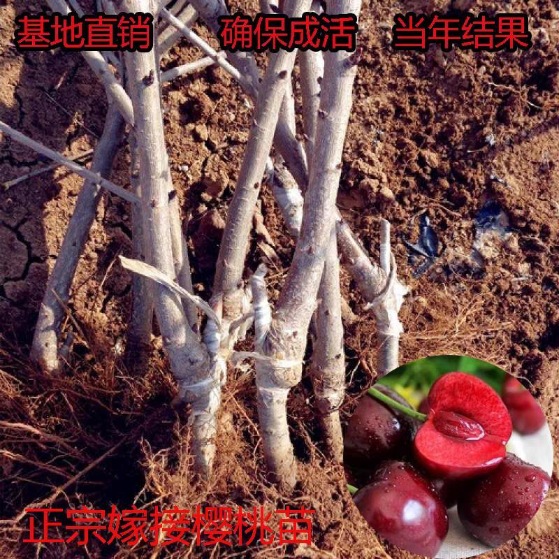 美早樱桃树苗，吉塞拉矮化樱桃，俄罗斯八号樱桃.等各种品种