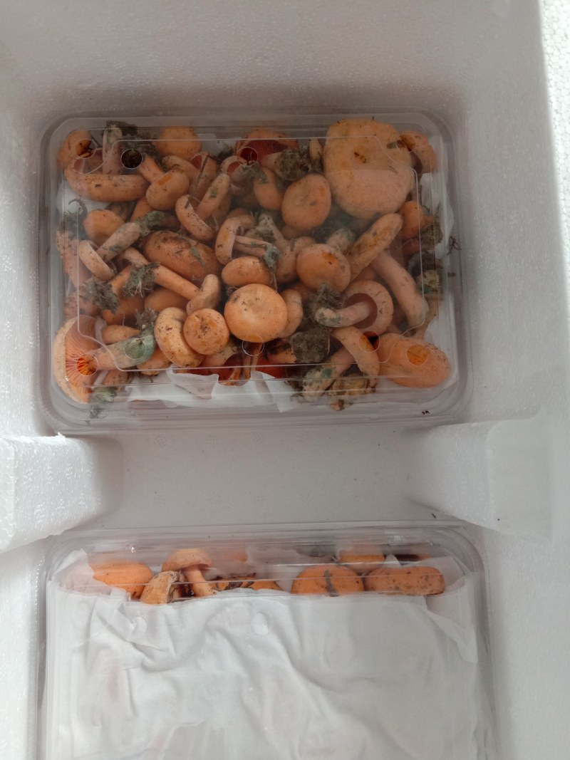 新鲜黄枞菌