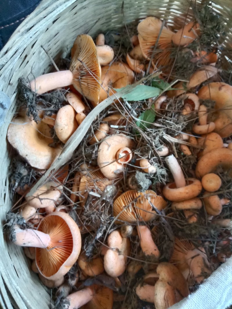 新鲜黄枞菌