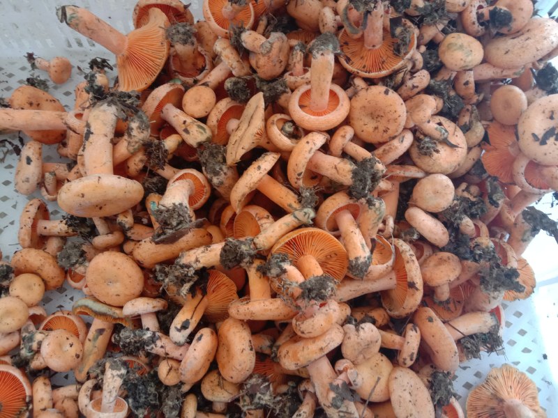新鲜黄枞菌
