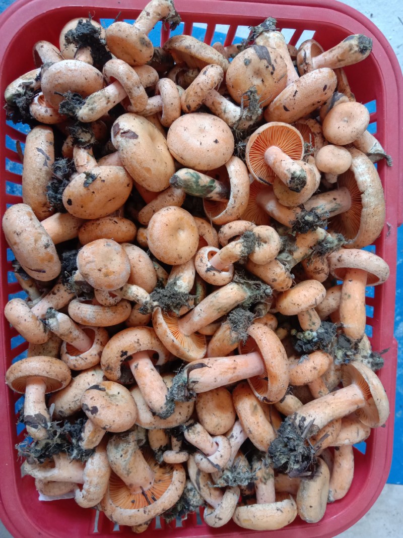 新鲜黄枞菌