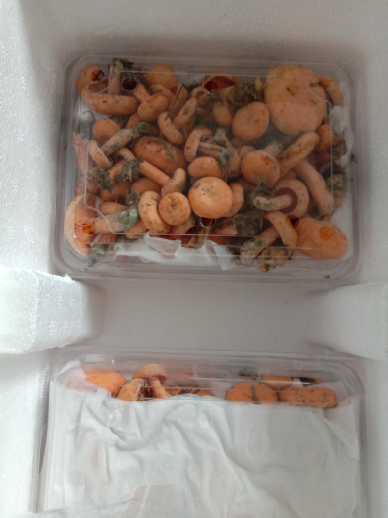 新鲜黄枞菌