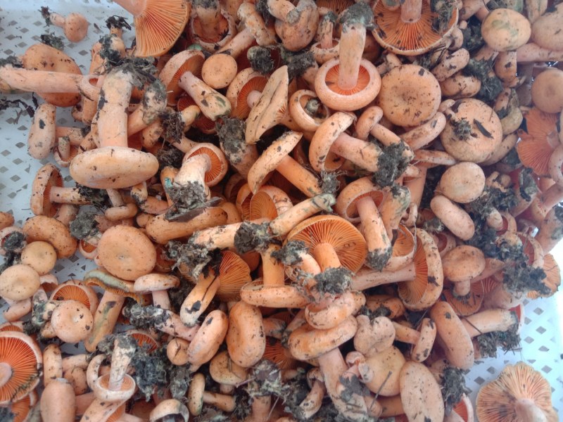 新鲜黄枞菌