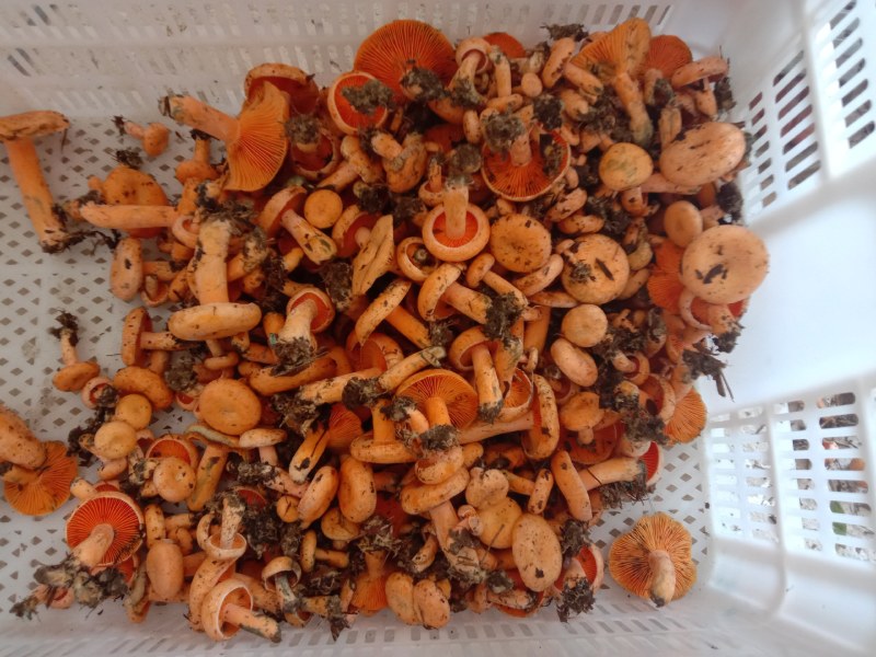 新鲜黄枞菌