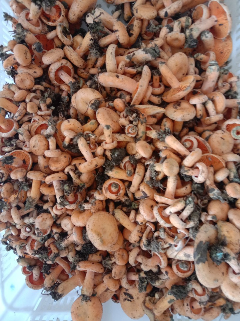 新鲜黄枞菌