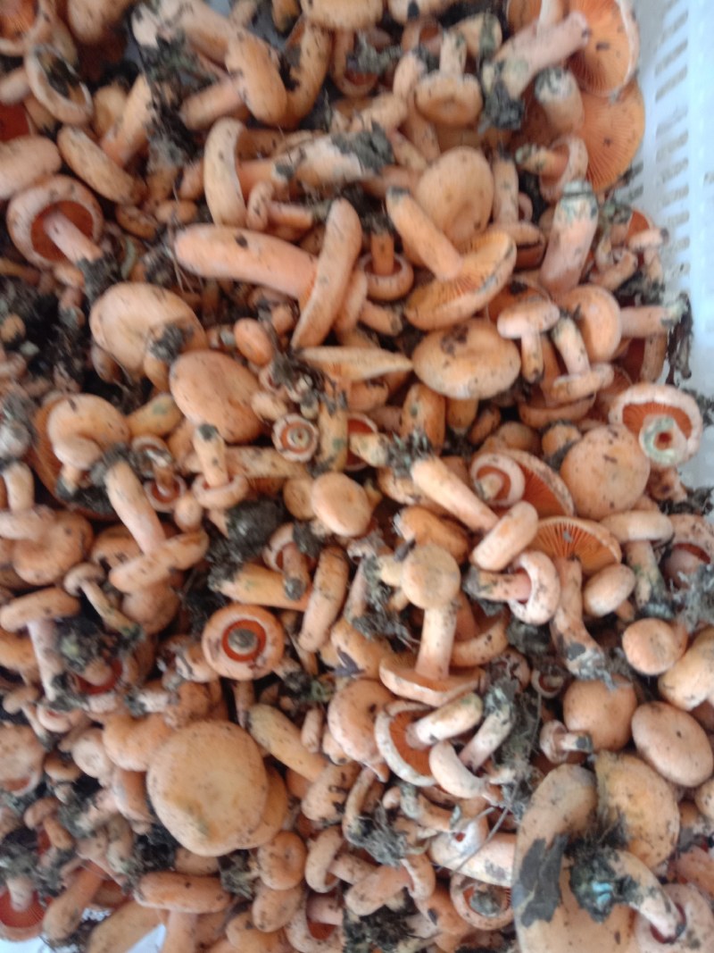 新鲜黄枞菌