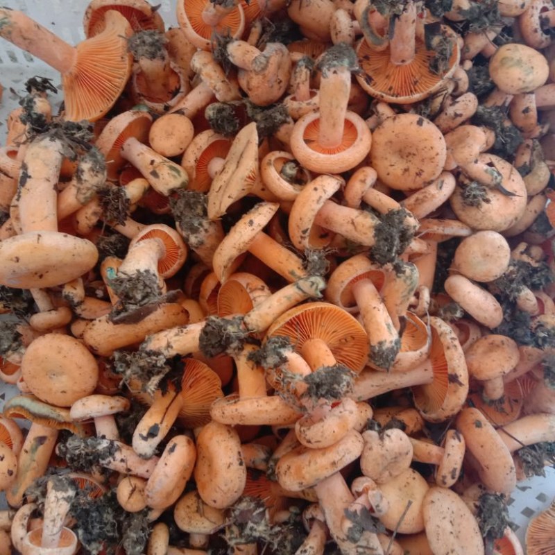 新鲜黄枞菌