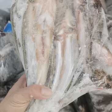 江西棍子鱼