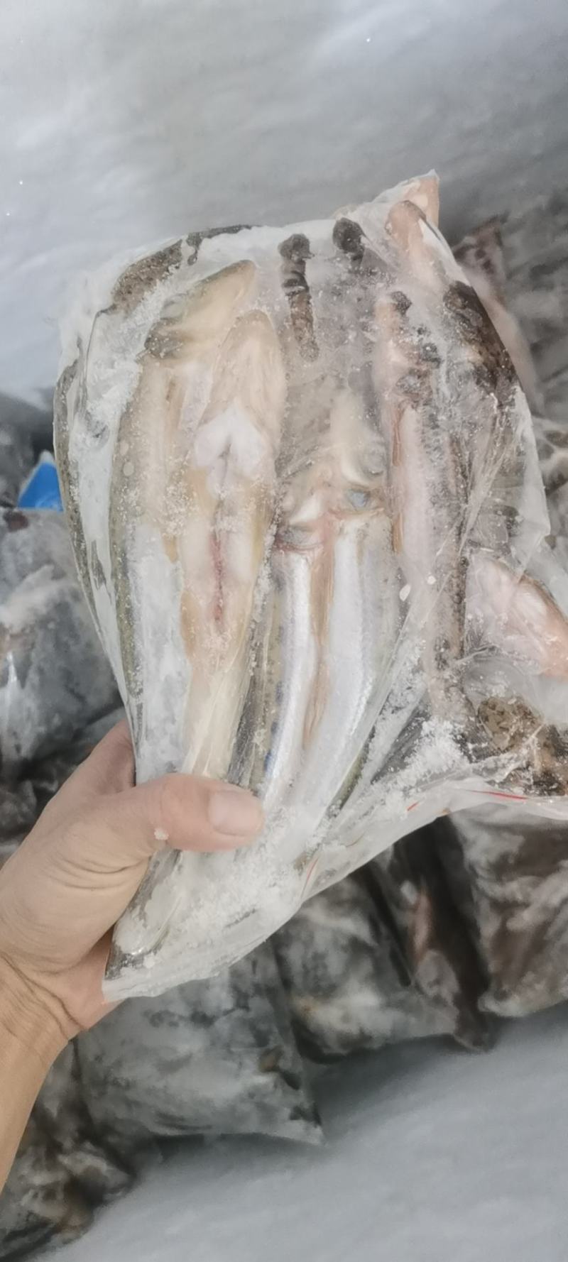 江西棍子鱼