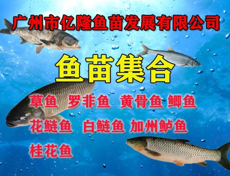 兴国红鲤鱼苗量大从优支持全国发货送货上门