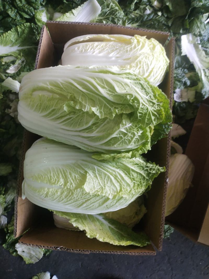 黄心大白菜产地直销，只做精品，质量保证，货源充足。