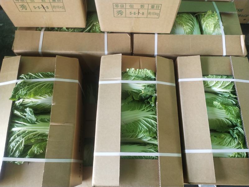 黄心大白菜产地直销，只做精品，质量保证，货源充足。