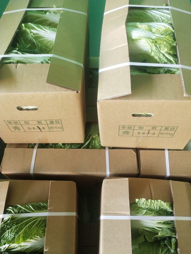 黄心大白菜产地直销，只做精品，质量保证，货源充足。