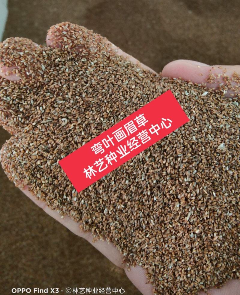 优质草坪种子弯叶画眉草种子护坡草坪种子耐寒耐旱草坪种子