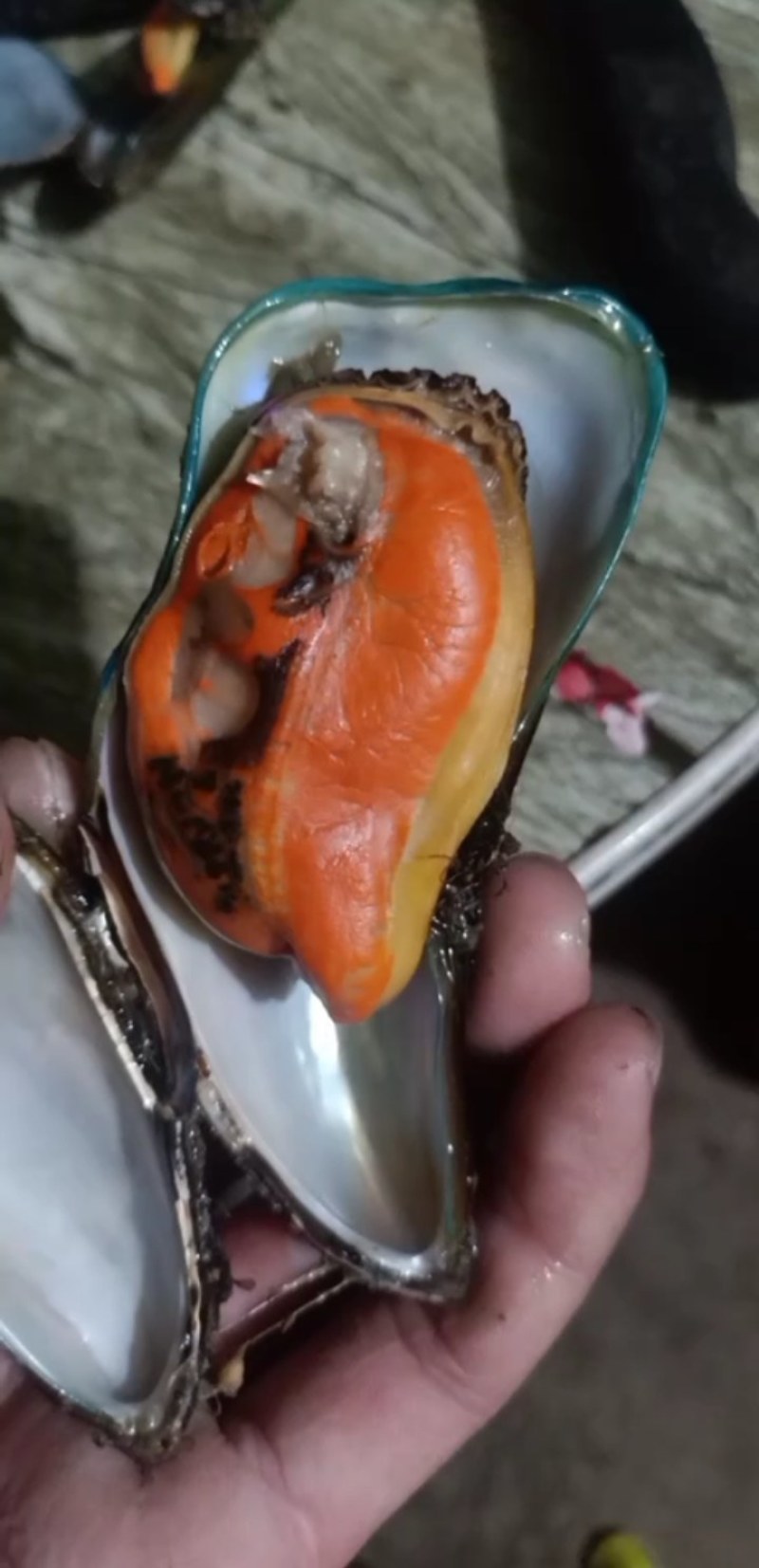湛江青口贝
