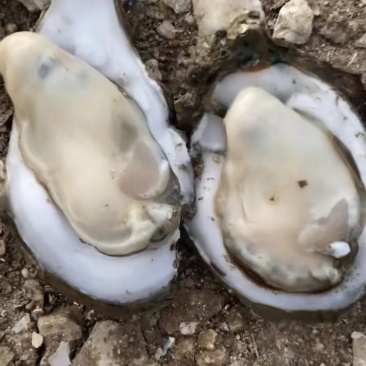 湛江生蚝，自家场地批发