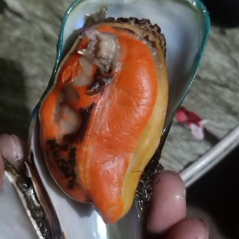 湛江青口贝