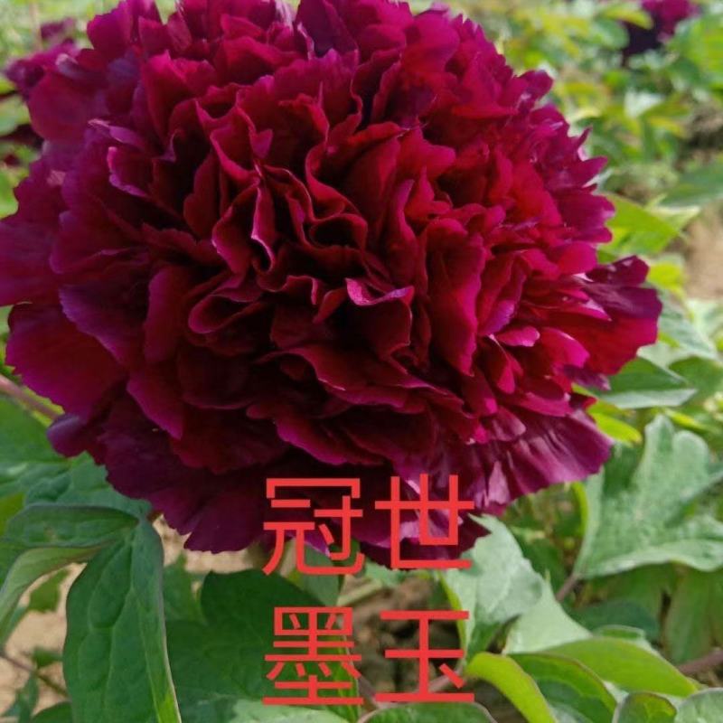观赏牡丹，鲜切花牡丹，大花牡丹，千层牡丹