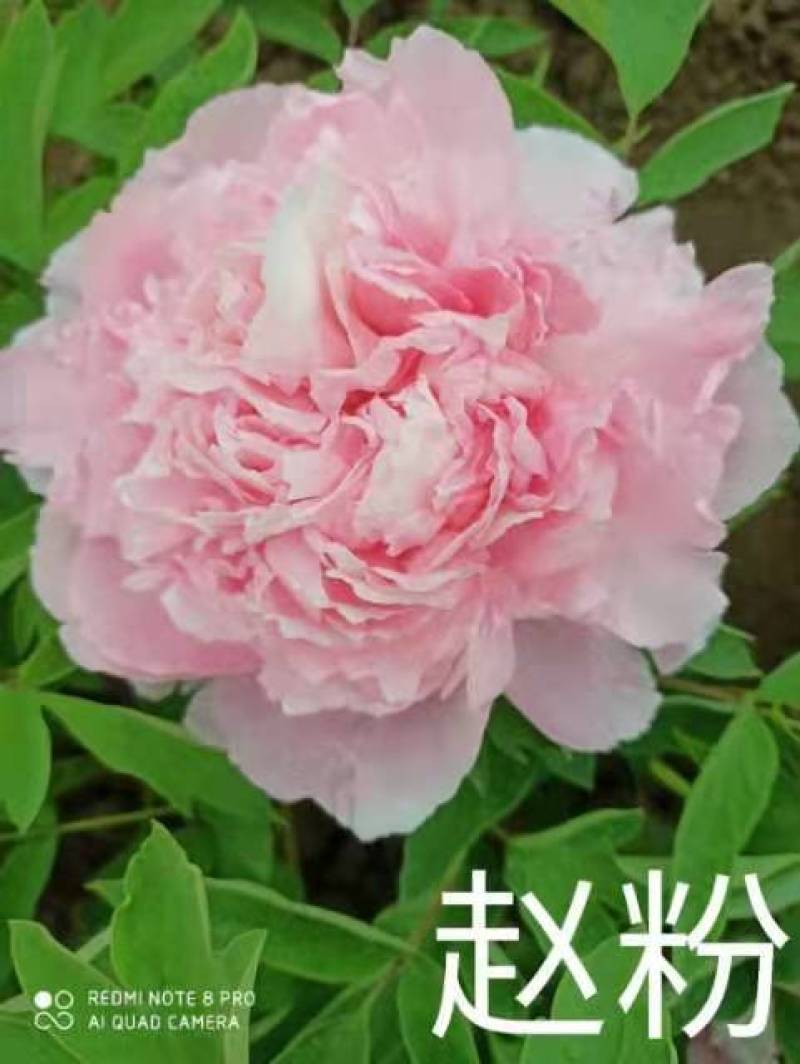 观赏牡丹，鲜切花牡丹，大花牡丹，千层牡丹