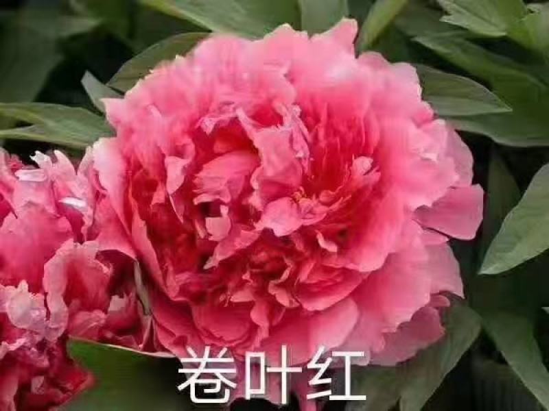 观赏牡丹，鲜切花牡丹，大花牡丹，千层牡丹
