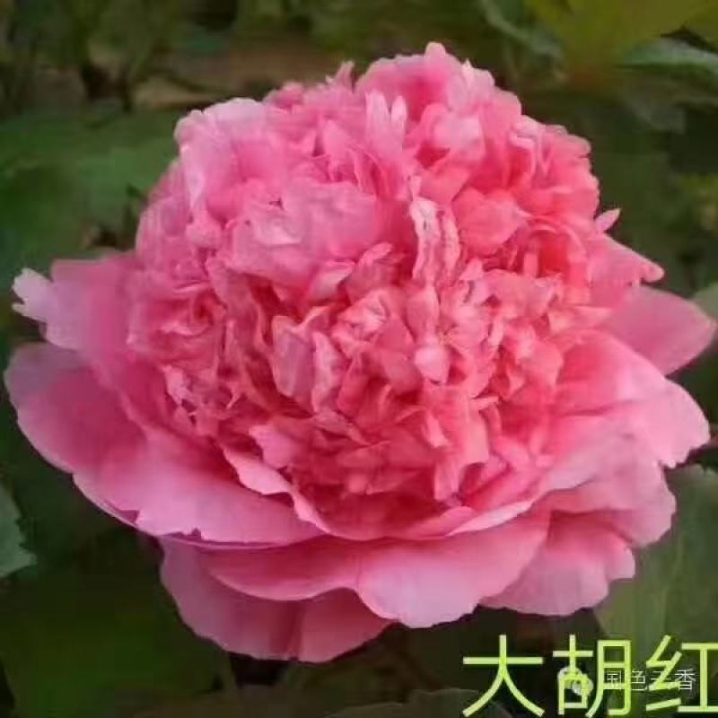 观赏牡丹，鲜切花牡丹，大花牡丹，千层牡丹