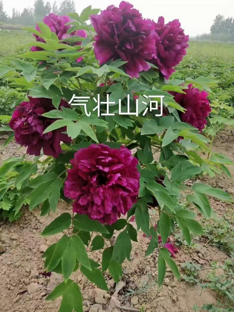 观赏牡丹，鲜切花牡丹，大花牡丹，千层牡丹
