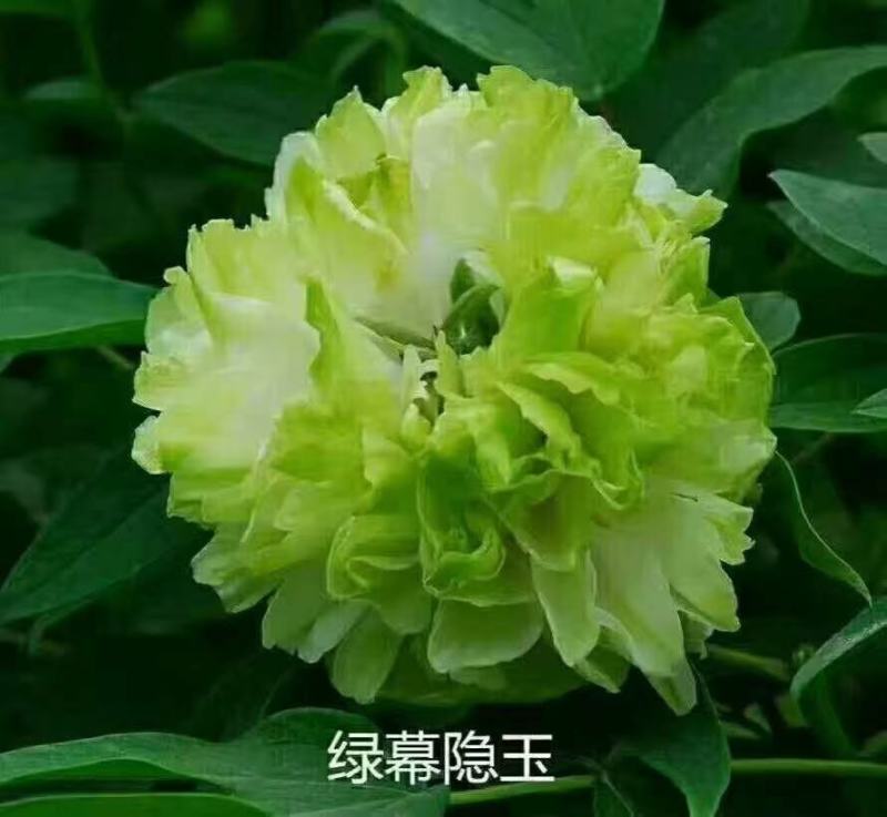 观赏牡丹，鲜切花牡丹，大花牡丹，千层牡丹