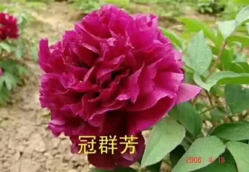 观赏牡丹，鲜切花牡丹，大花牡丹，千层牡丹