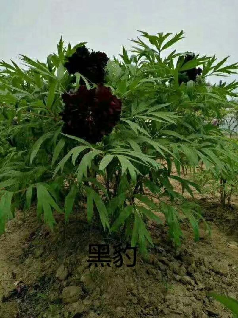 观赏牡丹，鲜切花牡丹，大花牡丹，千层牡丹
