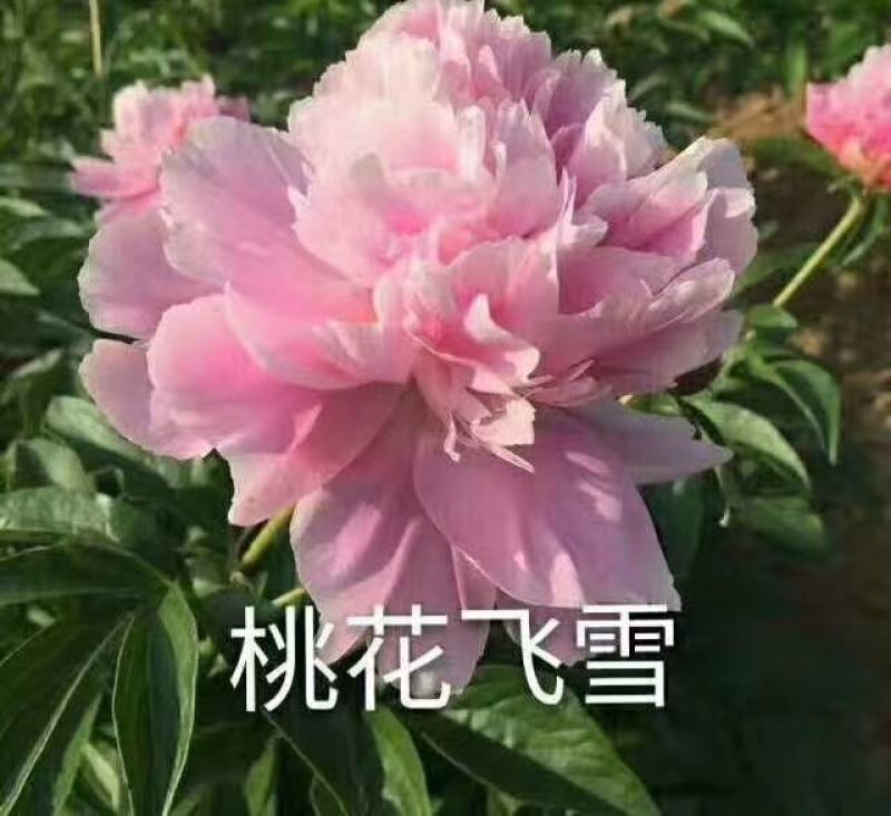 观赏芍药，鲜切花芍药，千层芍药，大花芍药精品芍药