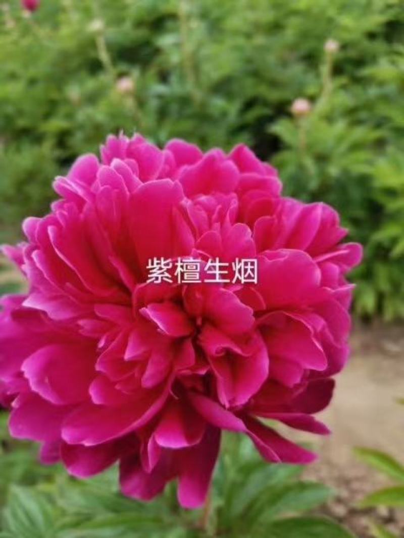 观赏芍药，鲜切花芍药，千层芍药，大花芍药精品芍药