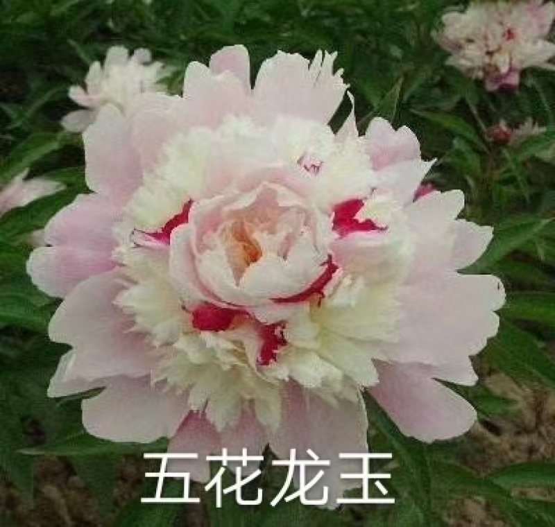 观赏芍药，鲜切花芍药，千层芍药，大花芍药精品芍药