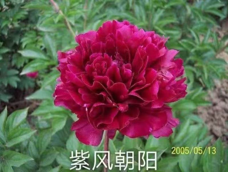 观赏芍药，鲜切花芍药，千层芍药，大花芍药精品芍药