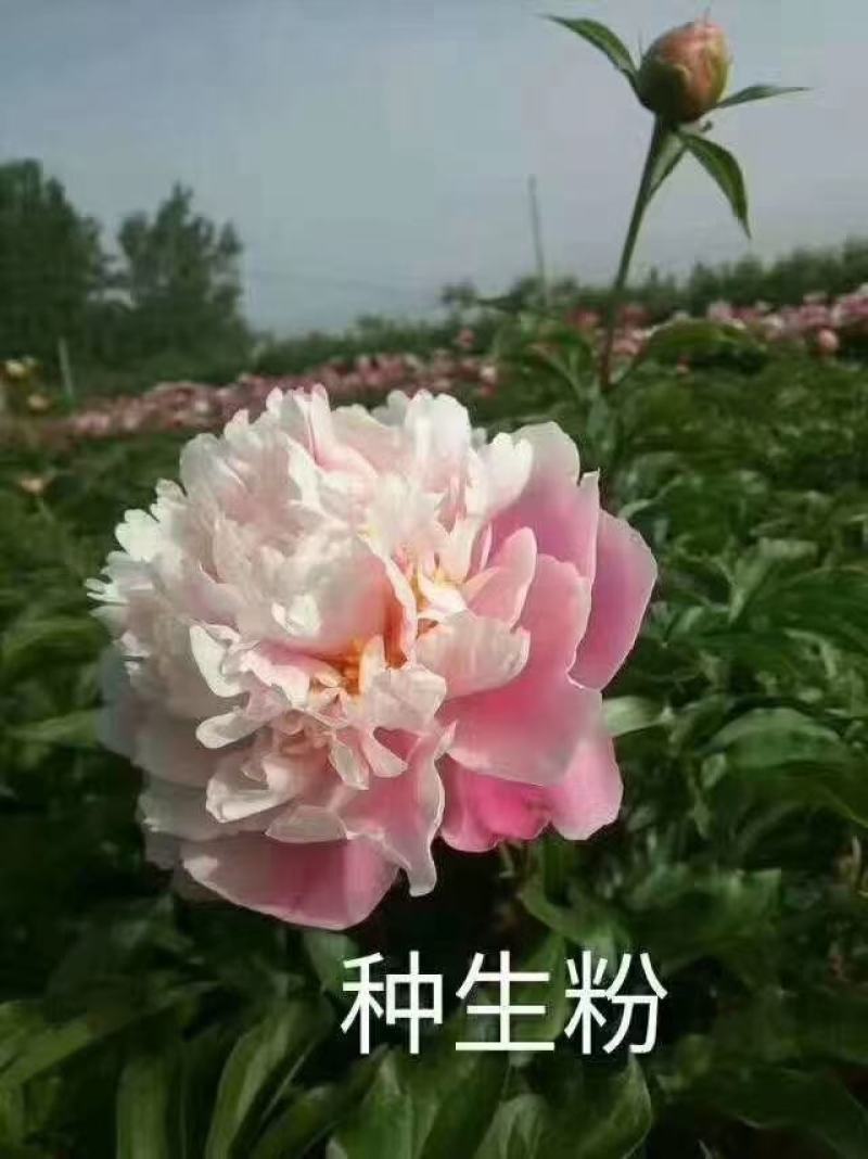 观赏芍药，鲜切花芍药，千层芍药，大花芍药精品芍药