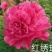 观赏芍药，鲜切花芍药，千层芍药，大花芍药精品芍药