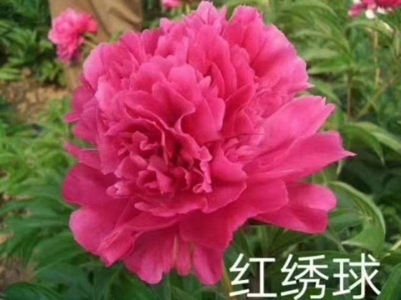 观赏芍药，鲜切花芍药，千层芍药，大花芍药精品芍药