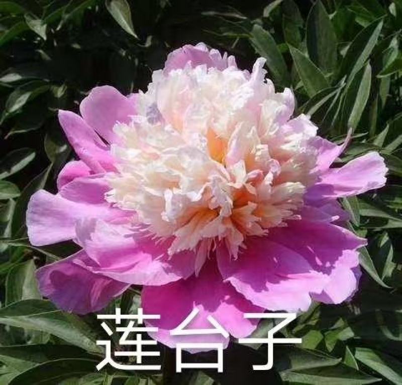 观赏芍药，鲜切花芍药，千层芍药，大花芍药精品芍药
