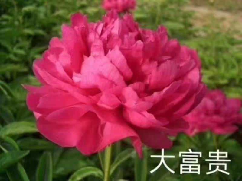 观赏芍药，鲜切花芍药，千层芍药，大花芍药精品芍药