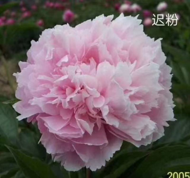 观赏芍药，鲜切花芍药，千层芍药，大花芍药精品芍药