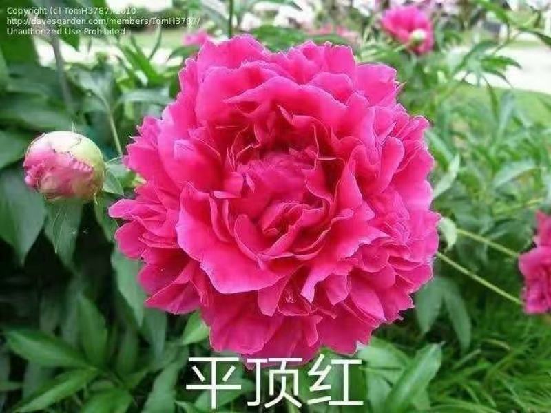 观赏芍药，鲜切花芍药，千层芍药，大花芍药精品芍药