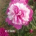 观赏芍药，鲜切花芍药，千层芍药，大花芍药精品芍药