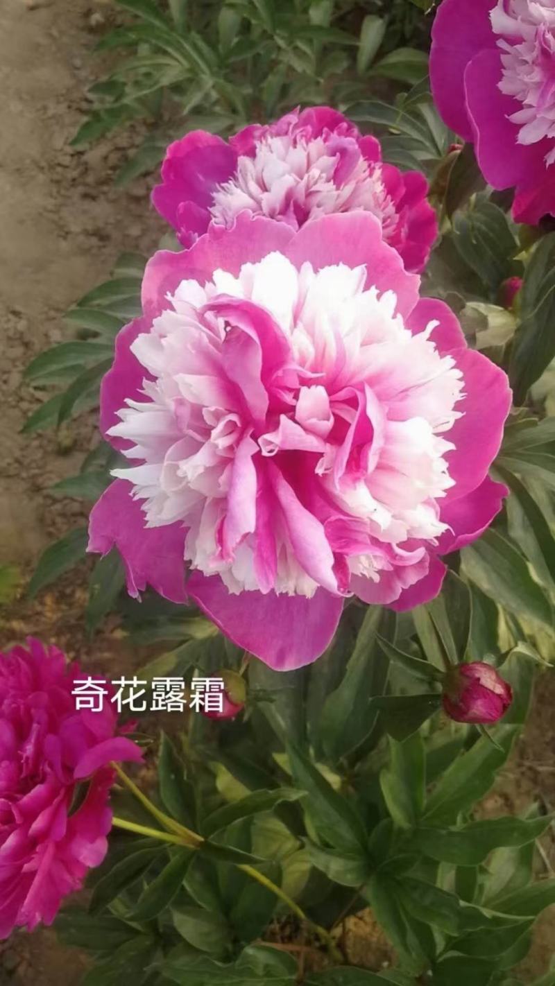 观赏芍药，鲜切花芍药，千层芍药，大花芍药精品芍药