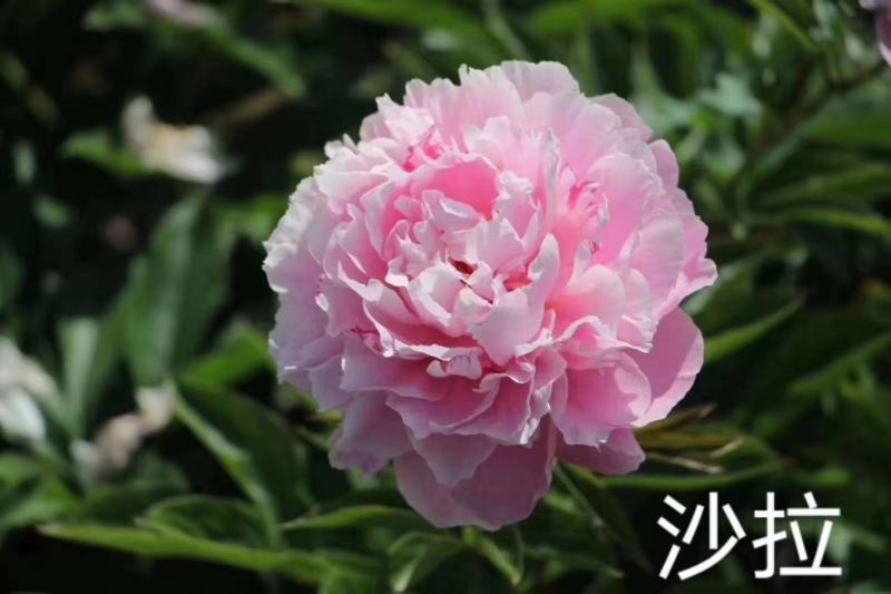观赏芍药，鲜切花芍药，千层芍药，大花芍药精品芍药