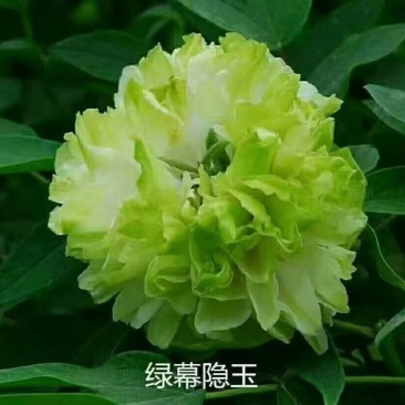 观赏牡丹花，观赏千层牡丹，绿花牡丹，鲜切花牡丹，