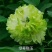 观赏牡丹花，观赏千层牡丹，绿花牡丹，鲜切花牡丹，