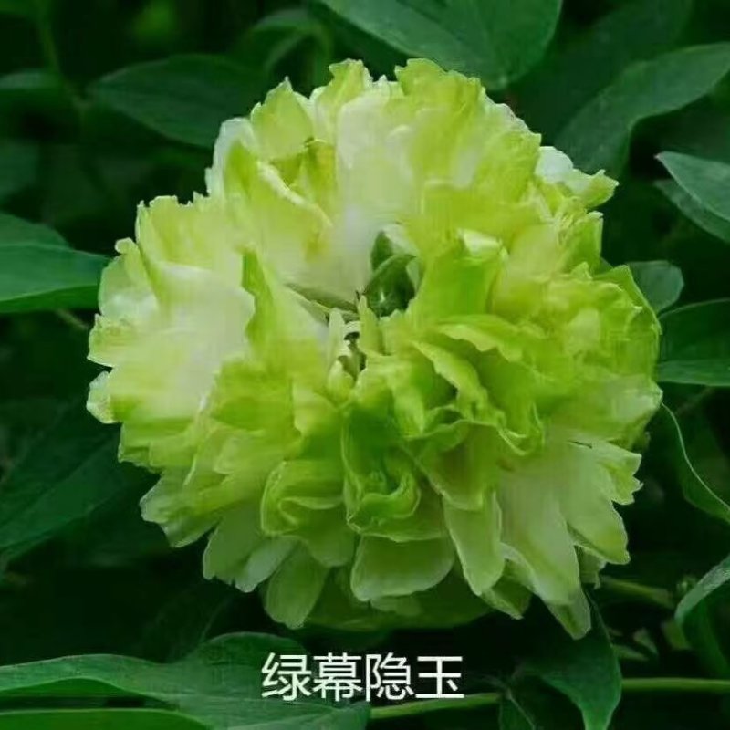 观赏牡丹花，观赏千层牡丹，绿花牡丹，鲜切花牡丹，