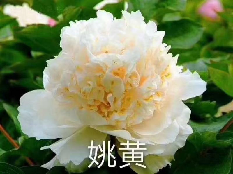观赏牡丹花，观赏千层牡丹，绿花牡丹，鲜切花牡丹，