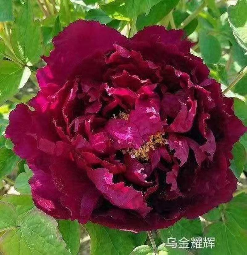 观赏牡丹花，观赏千层牡丹，绿花牡丹，鲜切花牡丹，